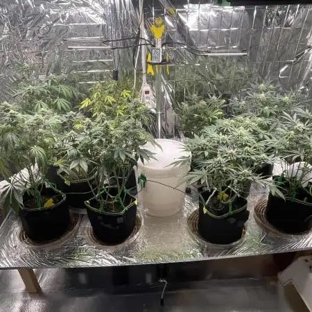 Chill out Grow 25