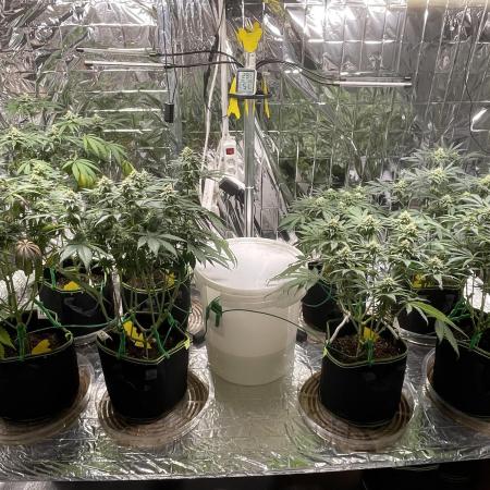 Chill out Grow 25