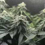 Sapphire OG and GG4