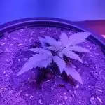 GSC by T