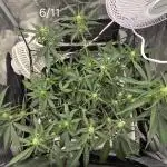 Banana purple punch