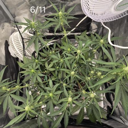 Banana purple punch