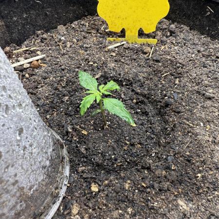 [GREEN CRACK x10 ][FASTBUDS][GREENGRO BIOLOGICALS][100% ORGANIC]