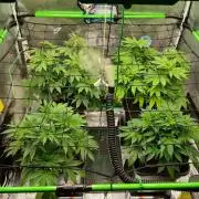 Anesia & Royal Queen Seeds Mix