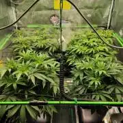 Anesia & Royal Queen Seeds Mix