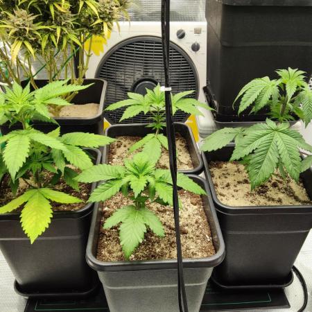 Anesia & Royal Queen Seeds Mix