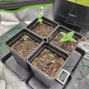 Anesia & Royal Queen Seeds Mix