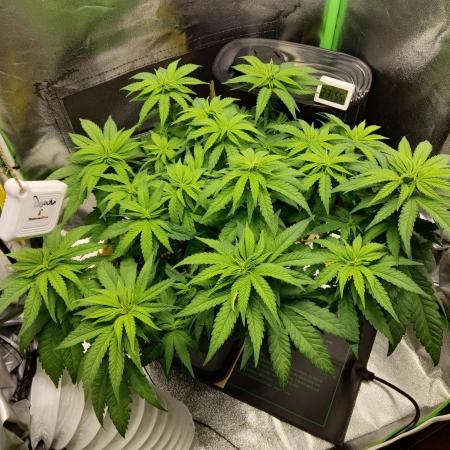 Projekt " SoG " Calypso Sunrocks/Anesia