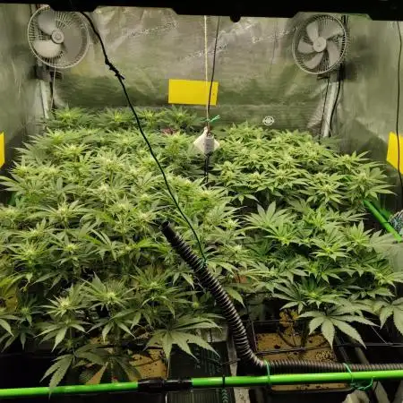 Anesia & Royal Queen Seeds Mix