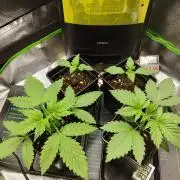 Anesia & Royal Queen Seeds Mix