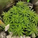 Projekt " SoG " Calypso Sunrocks/Anesia