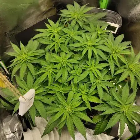 Projekt " SoG " Calypso Sunrocks/Anesia