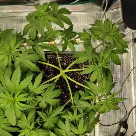 FastBuds Mixed Run
