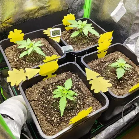 FastBuds Mixed Run