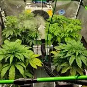 Anesia & Royal Queen Seeds Mix