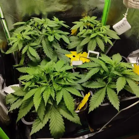 FastBuds Mixed Run