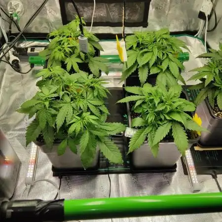 FastBuds Mixed Run