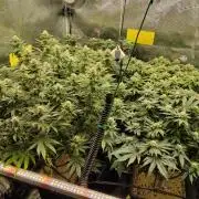 Anesia & Royal Queen Seeds Mix