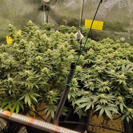 Anesia & Royal Queen Seeds Mix