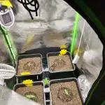 FastBuds Mixed Run