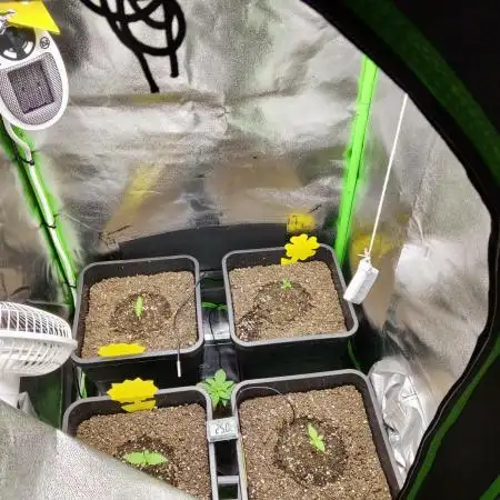 FastBuds Mixed Run