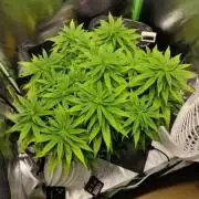 Projekt " SoG " Calypso Sunrocks/Anesia