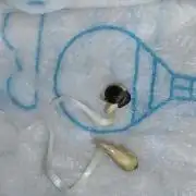 Anesia & Royal Queen Seeds Mix