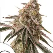 Frozen Biscotti ❄️🍪 SCROG