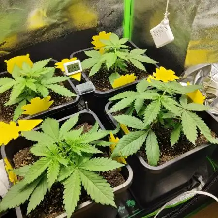 FastBuds Mixed Run