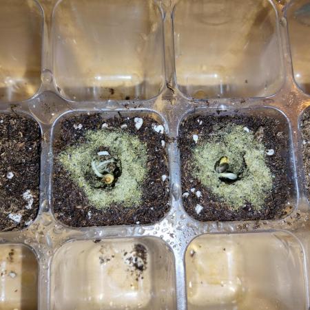 Anesia & Royal Queen Seeds Mix