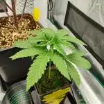 Projekt " SoG " Calypso Sunrocks/Anesia