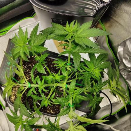 Projekt " SoG " Calypso Sunrocks/Anesia