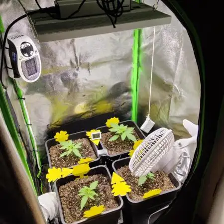 FastBuds Mixed Run