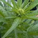 First Outdoor Run 2025 - Honey Peach CBD | Auto Girl Scout Cookies | Wedding Cheesecake Auto