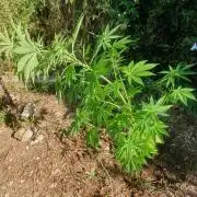 Master Kush Outdoor