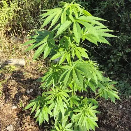 Master Kush Outdoor