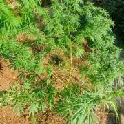 Master Kush Outdoor