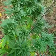 Master Kush Outdoor