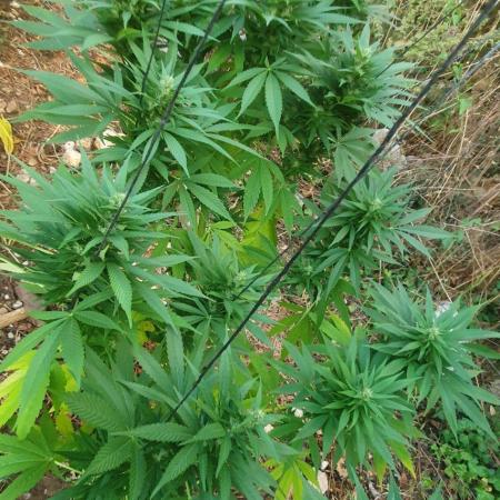 Master Kush Outdoor