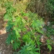 Master Kush Outdoor