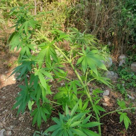 Master Kush Outdoor