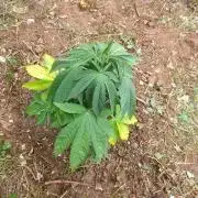 Master Kush Outdoor