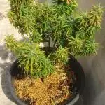 Dos Si Dos 33 - Barney's Farm - Outdoor 2025