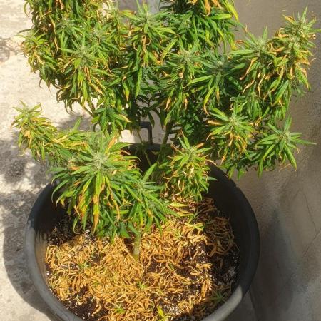 Dos Si Dos 33 - Barney's Farm - Outdoor 2025