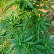 Master Kush Outdoor