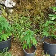 Master Kush Outdoor