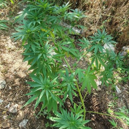 Master Kush Outdoor