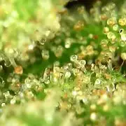 Dos Si Dos 33 - Barney's Farm - Outdoor 2025