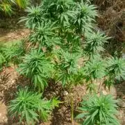 Master Kush Outdoor