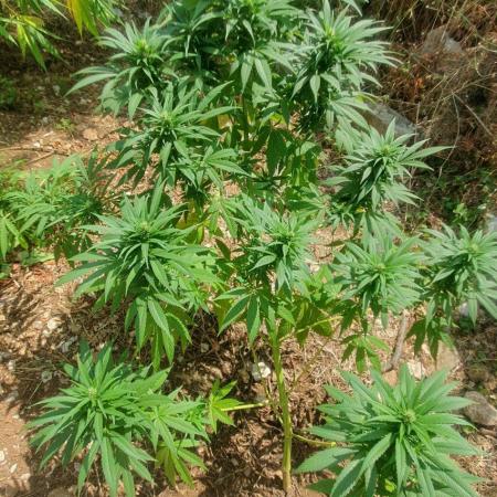 Master Kush Outdoor